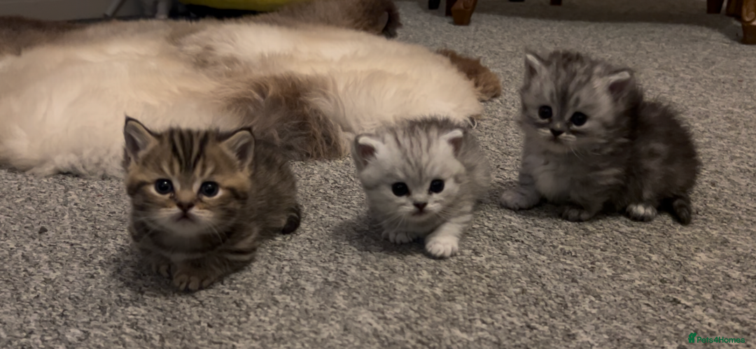 Munchkin cats for sale: A very SPECIAL litter of Munchkins Kittens  - Image 22