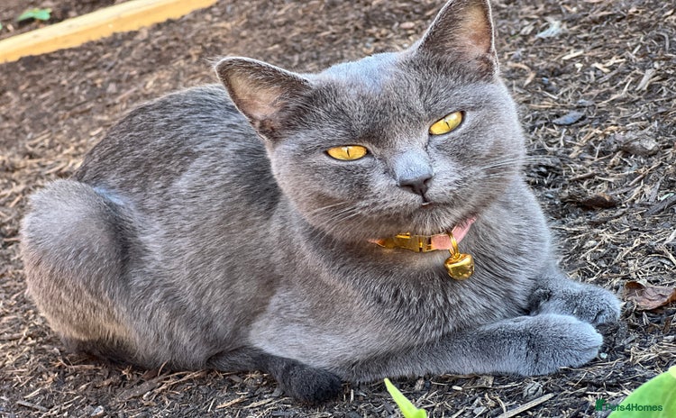 British Shorthair cats - Advert 2