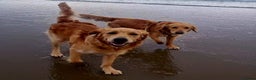 Golden Retriever dogs for stud: Beautiful Golden Retriever available for Stud in Wrexham - Advert 6