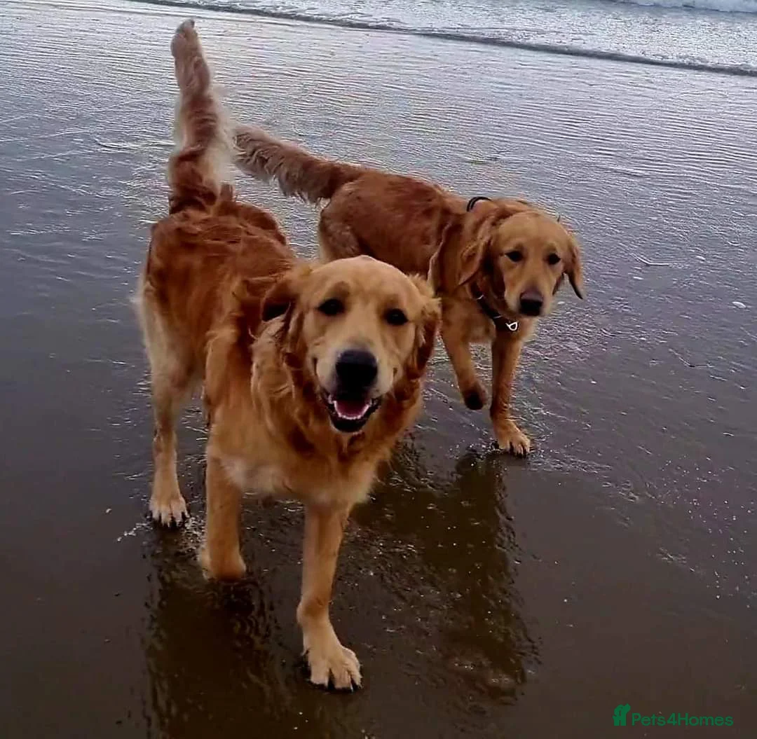 Golden Retriever dogs for stud: Beautiful Golden Retriever available for Stud in Wrexham - Advert 6