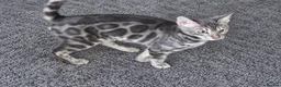 Bengal cats for sale: Pedigree brown and blue rosetted bengals - Advert 11