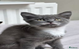 Mixed Breed cats for sale: 4 kittens for sale - Image 3