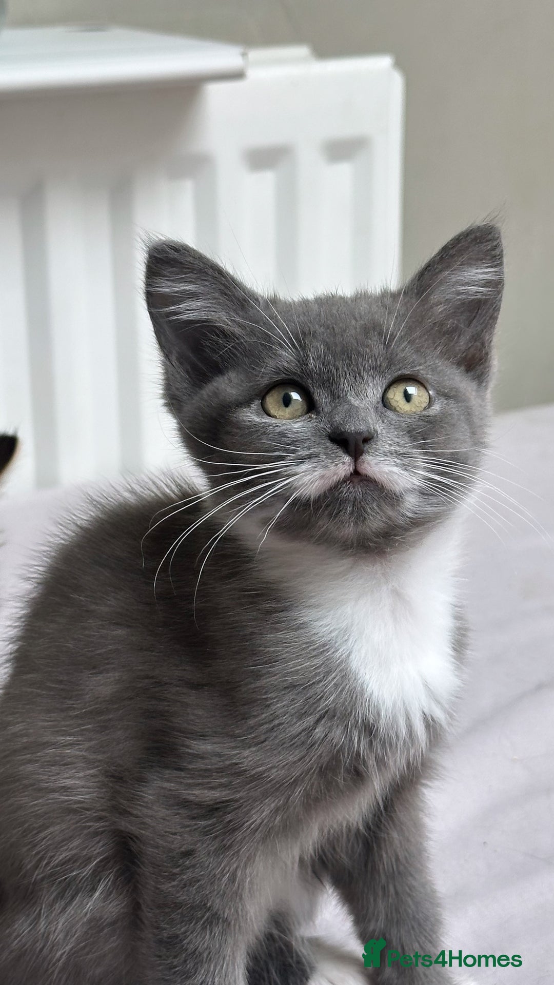 Mixed Breed cats for sale: 4 kittens for sale - Image 3