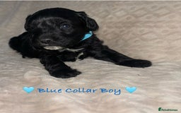 Cavapoo dogs for sale: Beautiful F1 Cavapoo Puppies  - Image 21