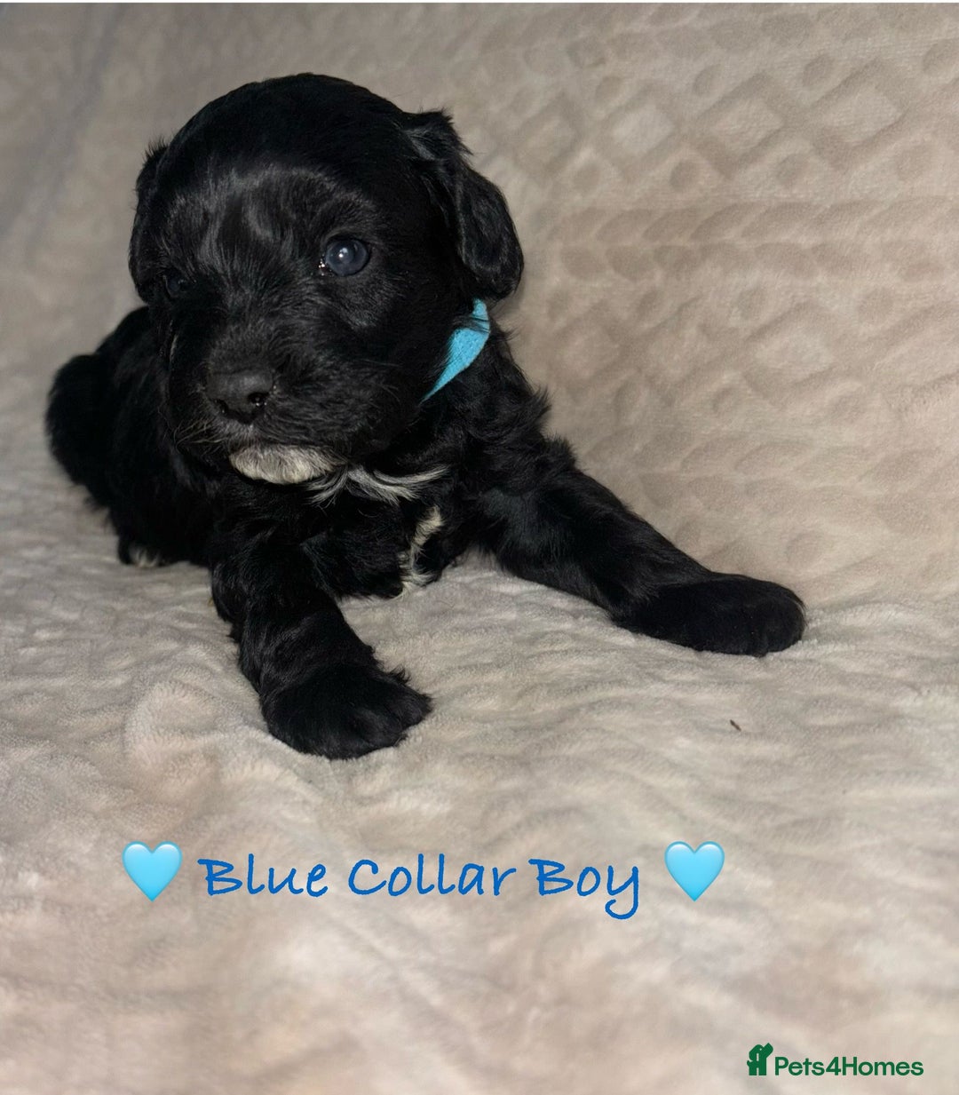 Cavapoo dogs for sale: Beautiful F1 Cavapoo Puppies  - Image 21