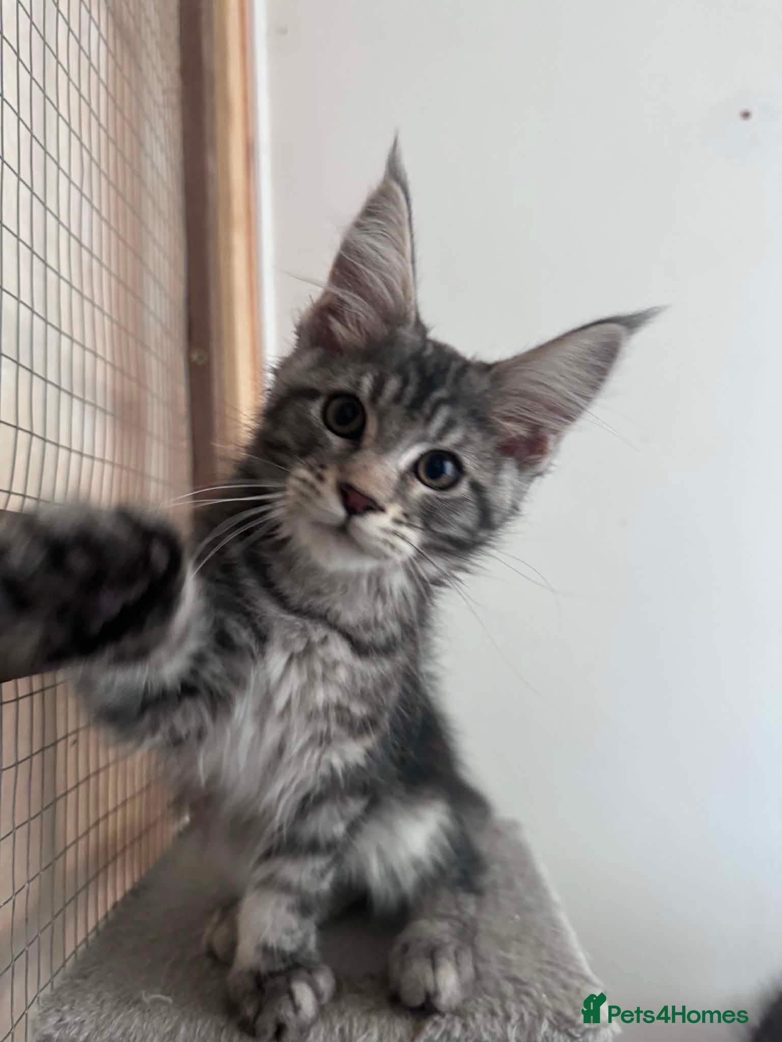 Maine Coon cats Maine Coon active kittens - Advert 16