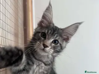 Maine Coon cats Maine Coon active kittens - Advert 16