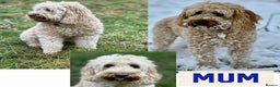 Australian Labradoodle dogs for sale: Exceptionally bred for Health! Temperament! Looks! - Advert 21