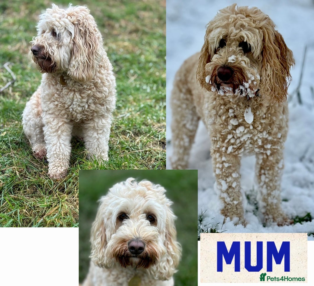 Australian Labradoodle dogs for sale: Exceptionally bred for Health! Temperament! Looks! - Advert 3
