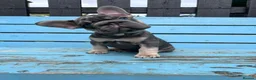 French Bulldog dogs for sale: French bulldogs ready to go now - Advert 12