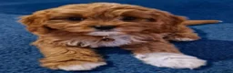 Cavapoo dogs for sale: Cavapoo Puppies looking for their forever homes - Advert 2