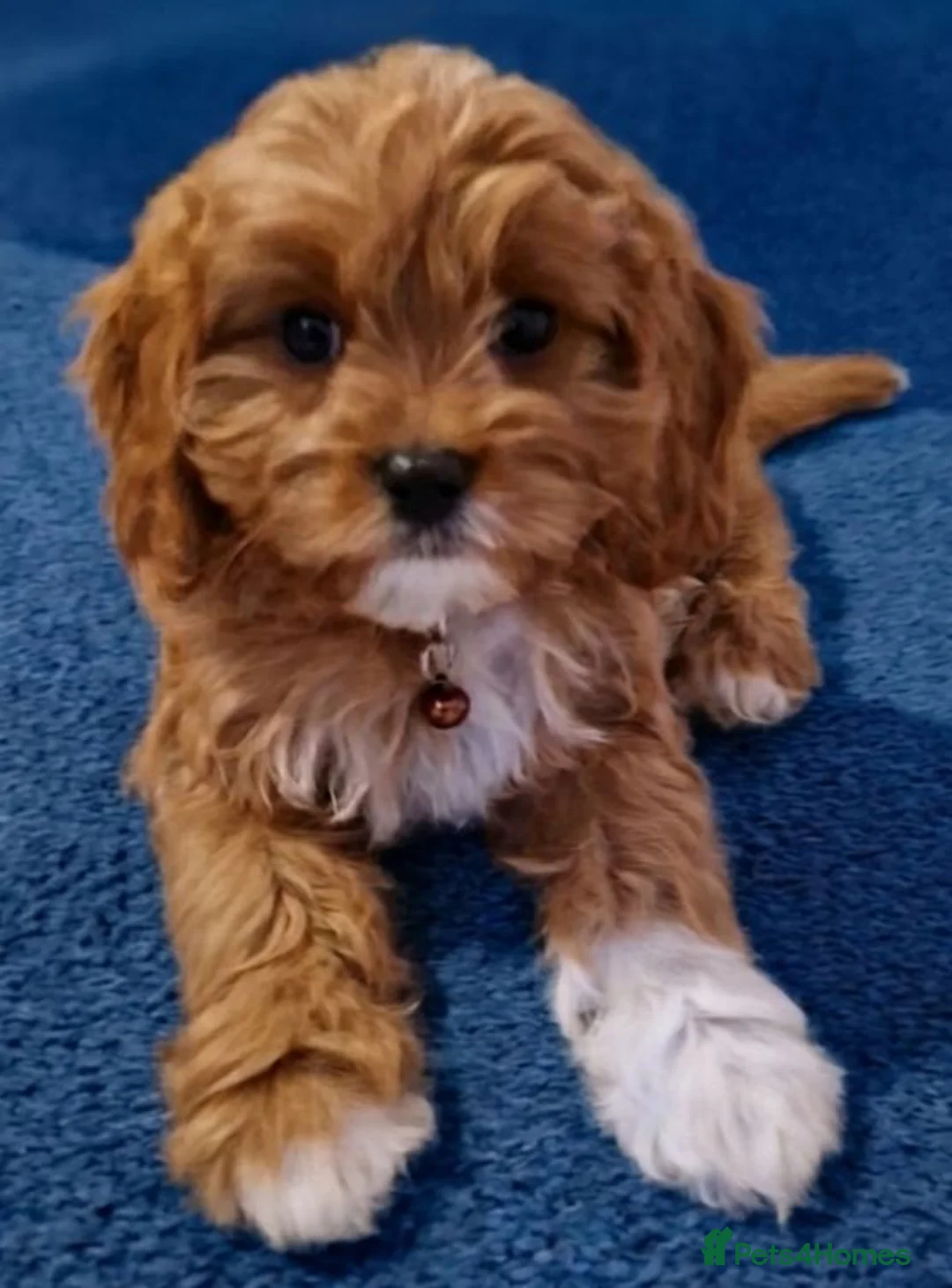 Cavapoo dogs for sale: Cavapoo Puppies looking for their forever homes - Advert 2
