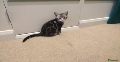 Mixed Breed cats - Advert 3