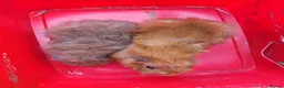 Guinea Pig rodents for sale: Two adult male guinea pigs bonded pair  - Advert 2