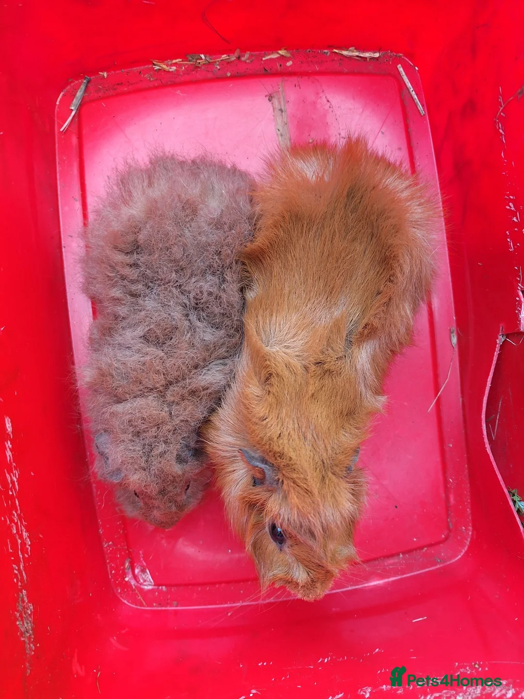 Guinea Pig rodents for sale: Two adult male guinea pigs bonded pair  - Advert 2