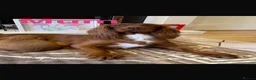 Cocker Spaniel dogs for sale: Red KC cocker spaniel puppies  - Advert 2