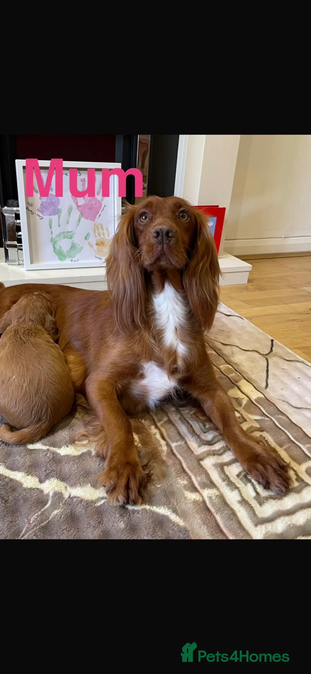 Cocker Spaniel dogs for sale: Red KC cocker spaniel puppies  - Advert 2