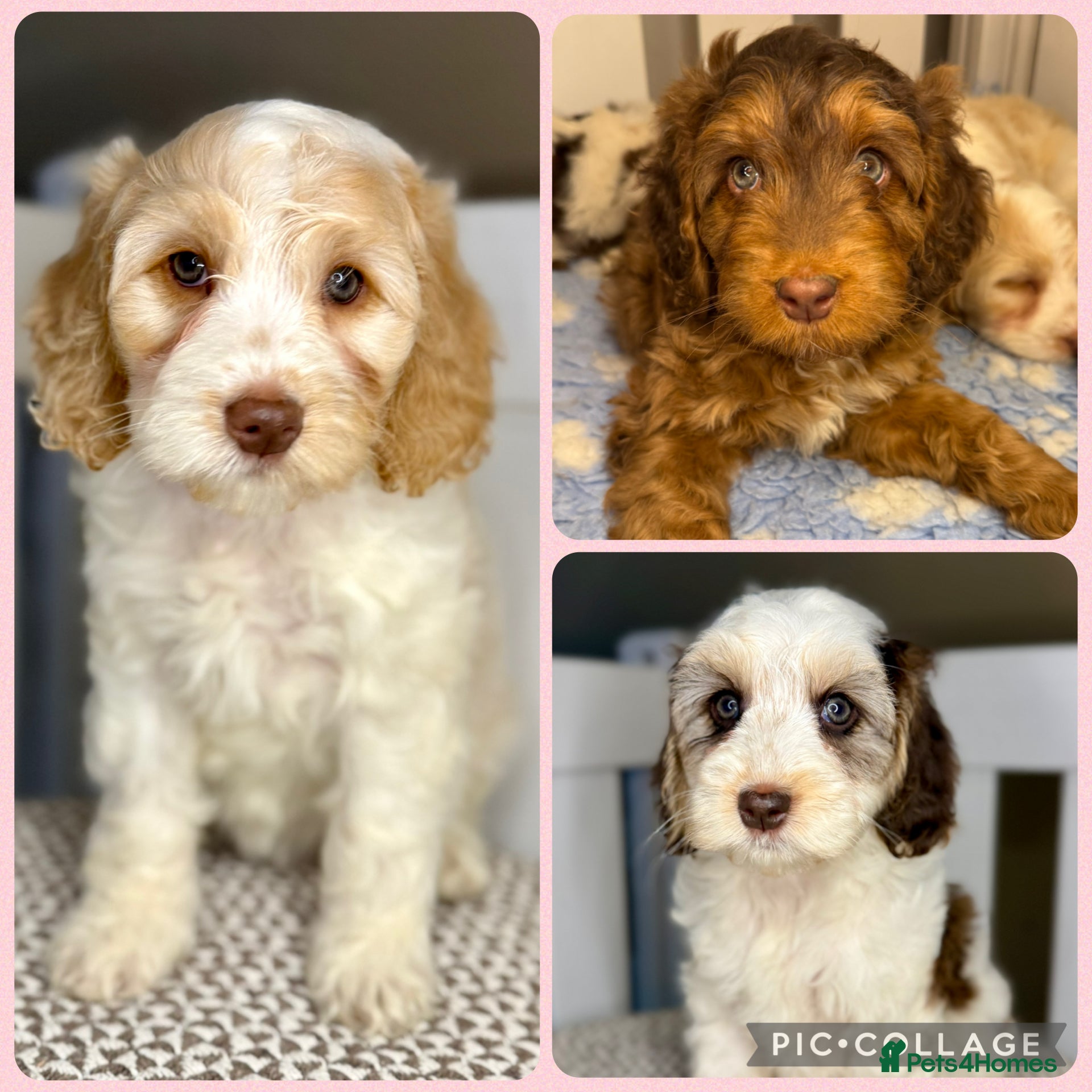 Cockapoo dogs Three lovely girls - Happy, Healthy & Gentle - Advert 5
