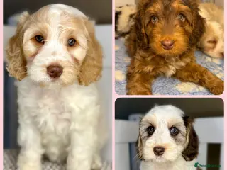 Cockapoo dogs Three lovely girls - Happy, Healthy & Gentle - Advert 2