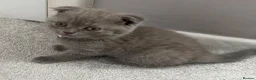 Mixed Breed cats for sale: Scottish Fold to be rehomed  - Advert 4