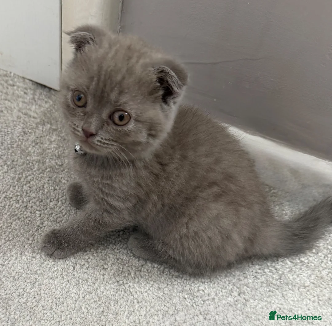 Mixed Breed cats for sale: Scottish Fold to be rehomed  - Advert 4