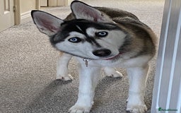 Siberian Husky dogs for sale: Beautiful Female Husky  - Image 3