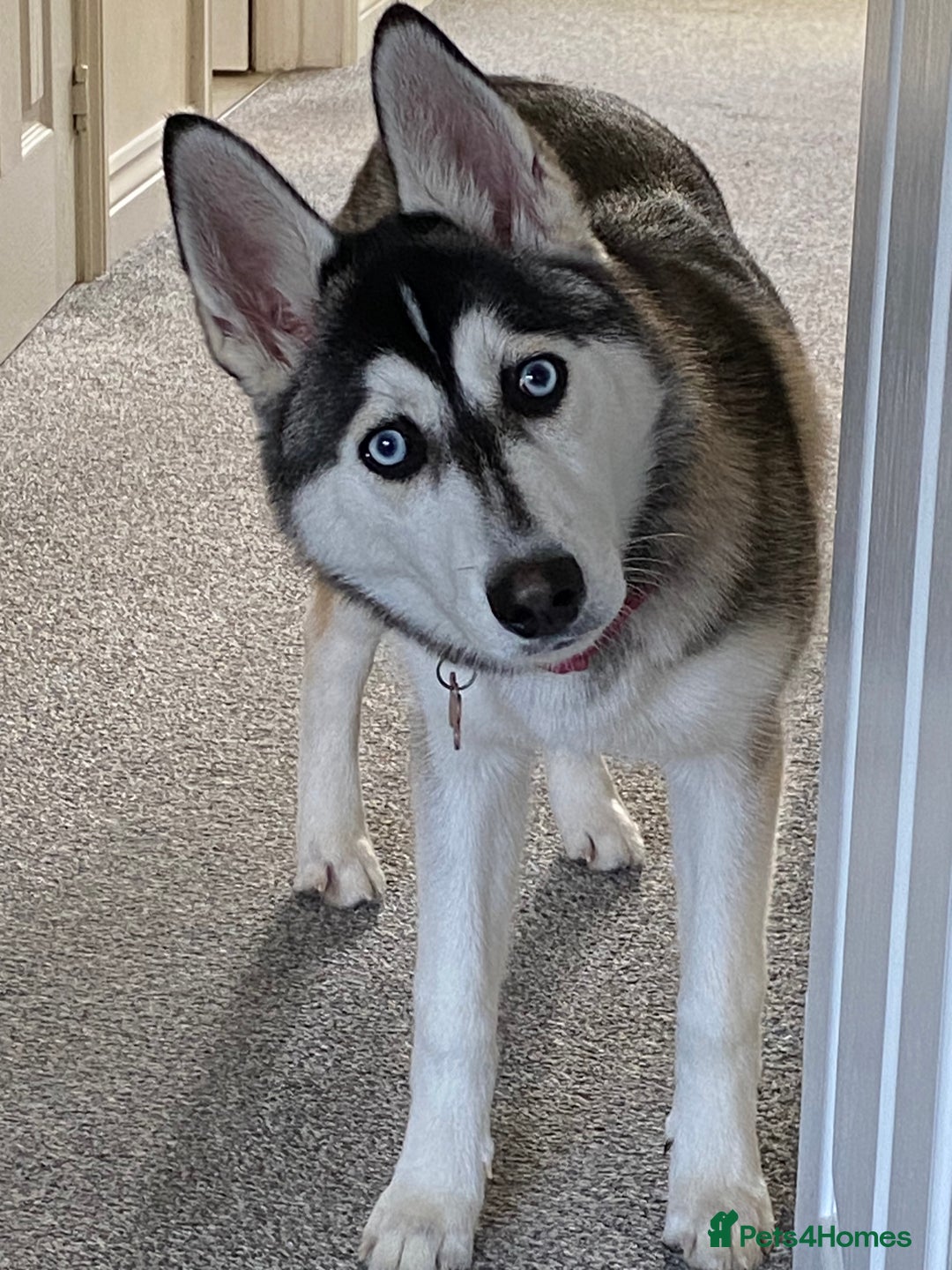 Siberian Husky dogs for sale: Beautiful Female Husky  - Image 3