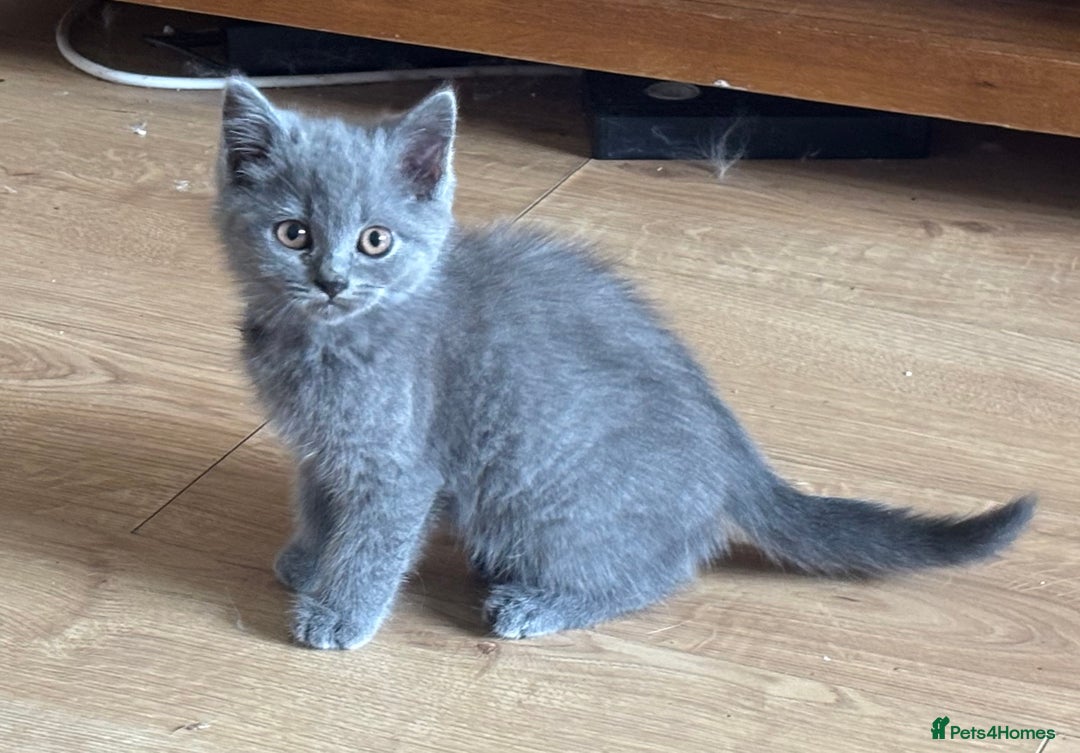 British Shorthair cats for sale: Beautiful British blues and colourpoints  - Image 21