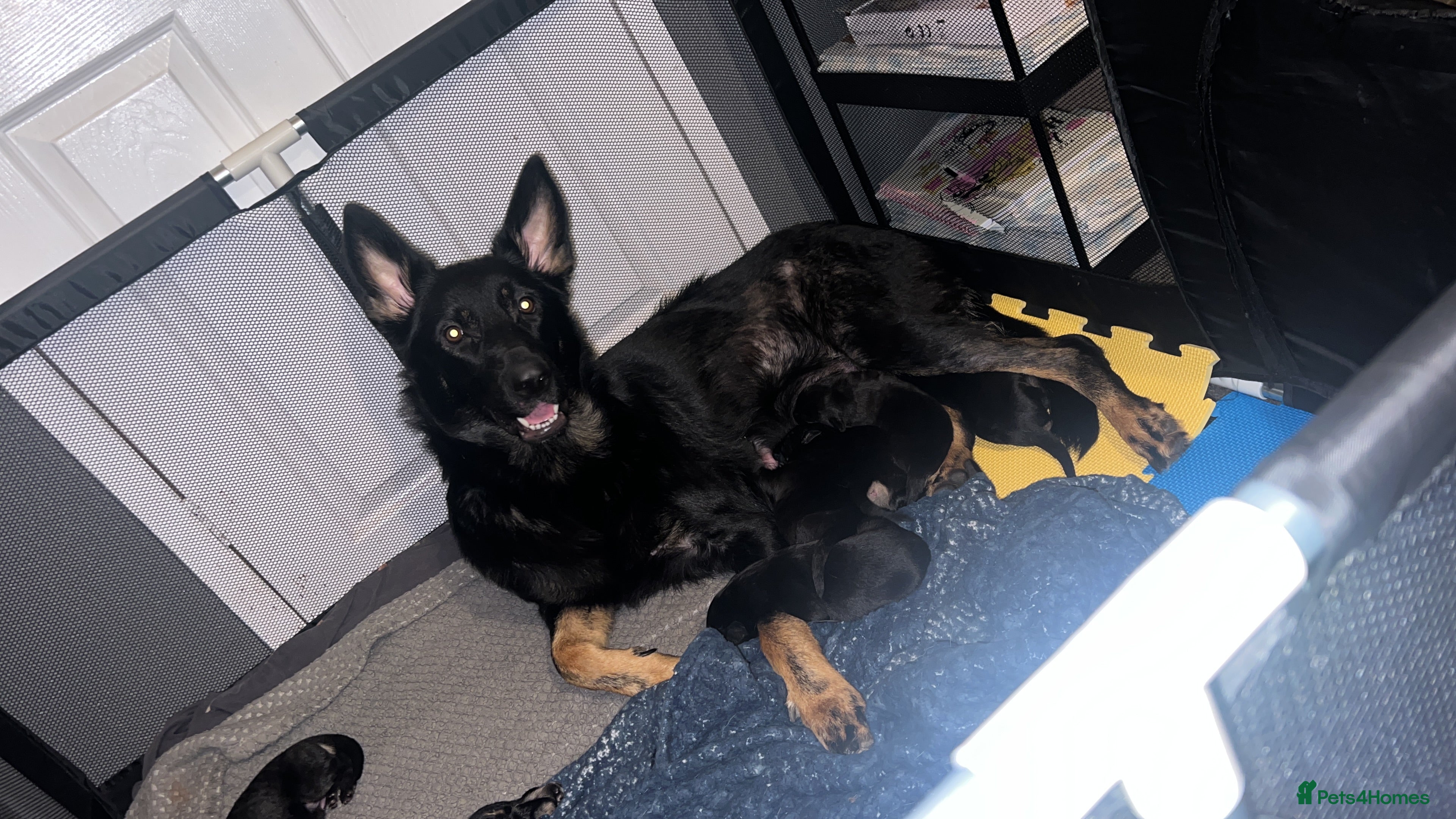 German Shepherd dogs 11 beautiful German shepherd pups  - Advert 7