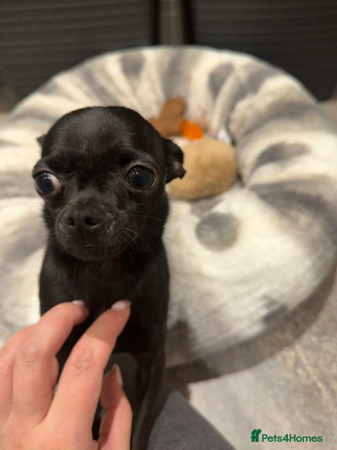 Chihuahua dogs for sale: Black Chihuahua  - Advert 3