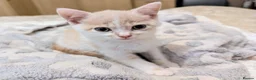 Mixed Breed cats for sale: Rainbow litter of - part BSH - Advert 19