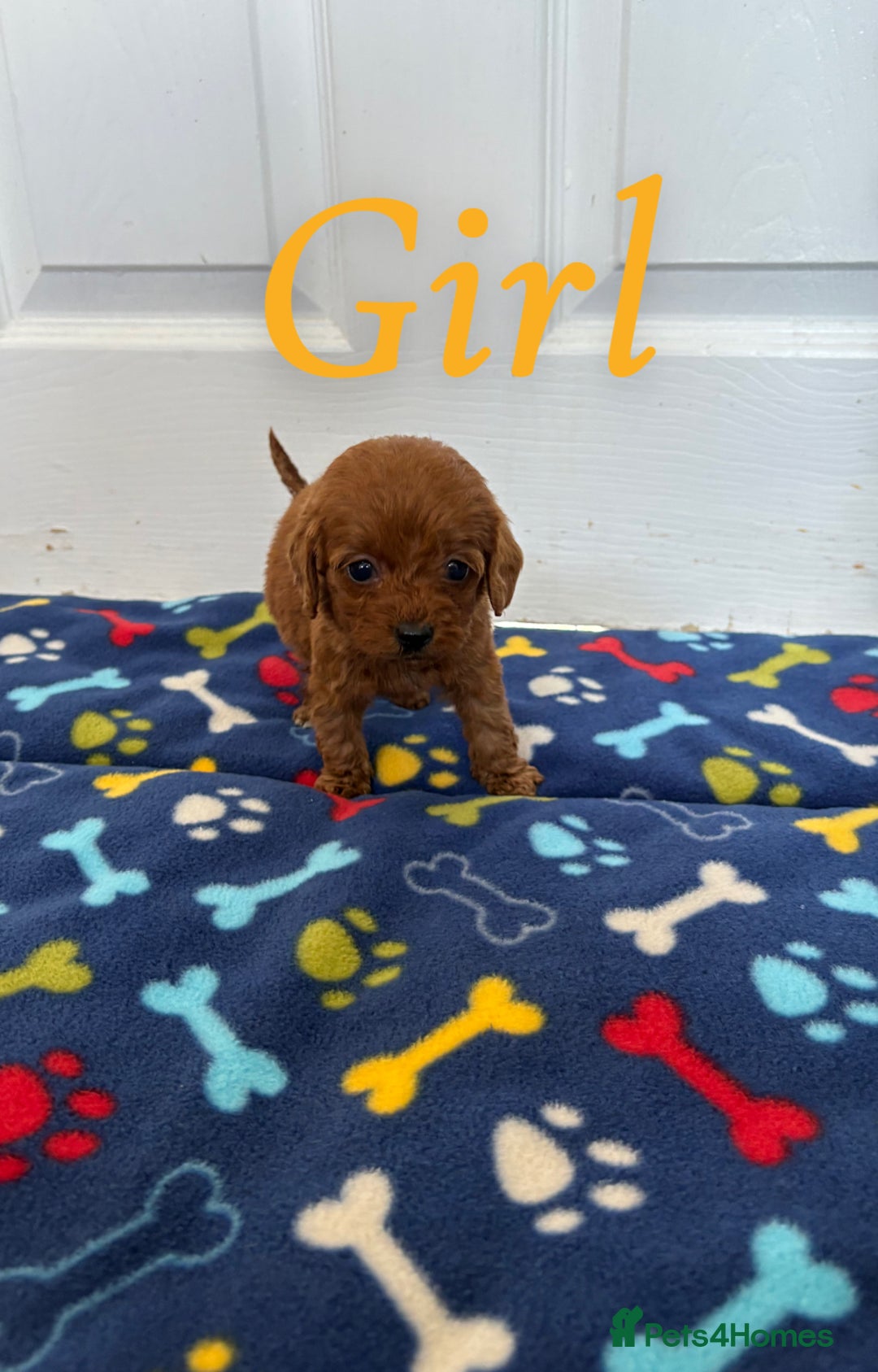 Cockapoo dogs for sale: Cockerpoos for sale  - Image 5