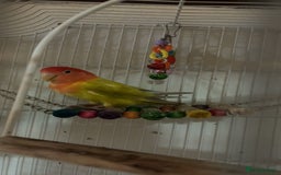 Lovebirds birds for sale: 1 male lovebird comes with cage  - Image 1