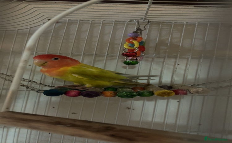 Lovebirds birds - Advert 1