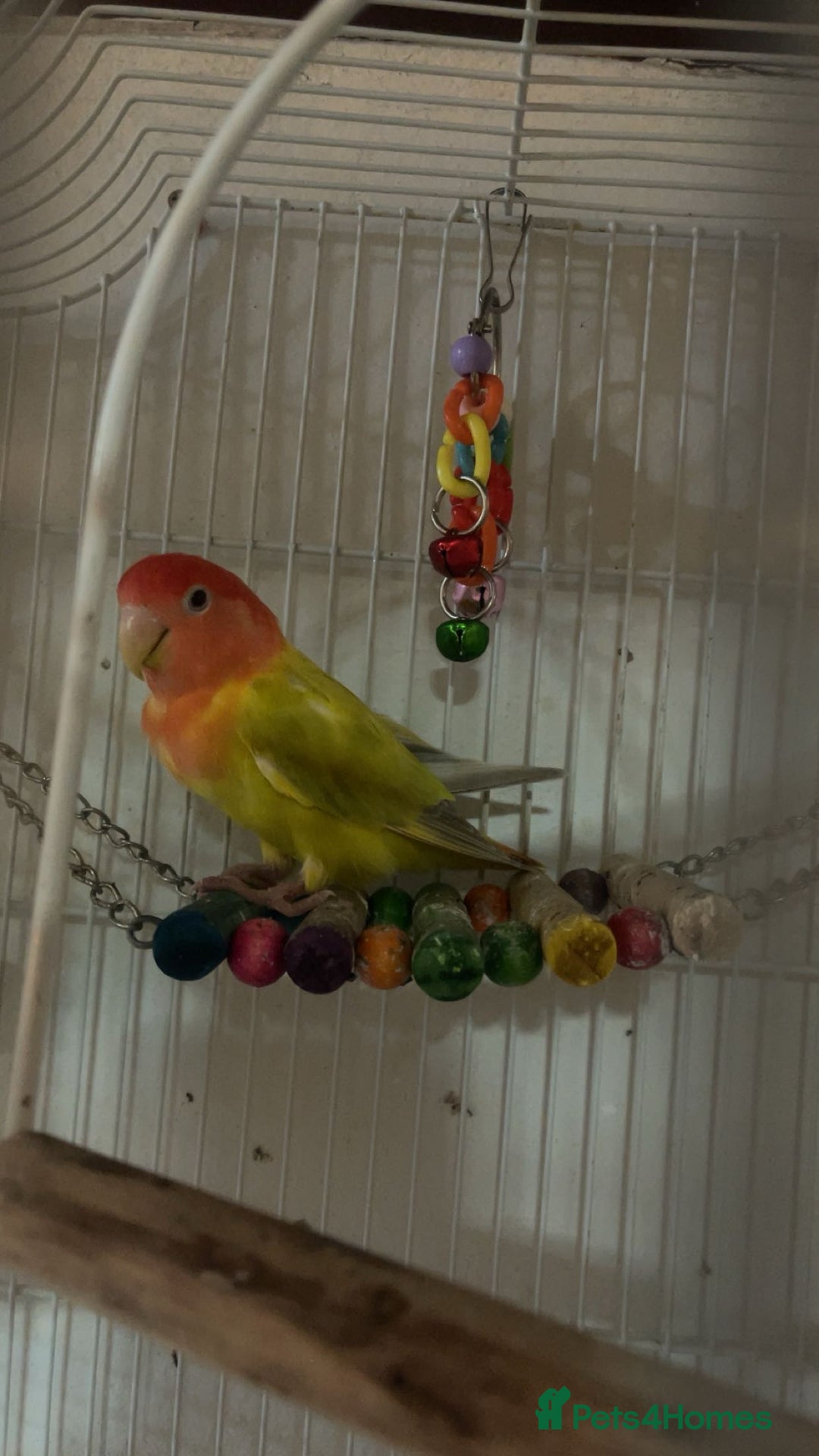 Lovebirds birds for sale: 1 male lovebird comes with cage  - Image 1