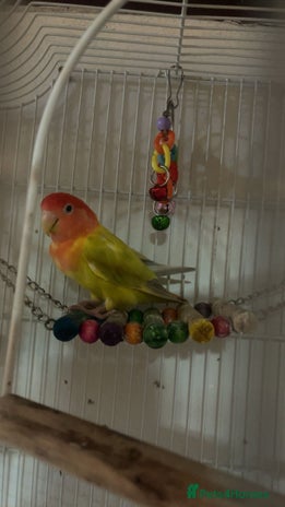 Lovebirds birds - Advert 4