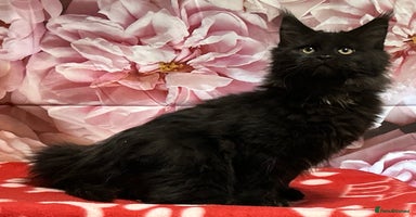 Maine Coon cats TICA Registered Maine Coon Kittens.  READY NOW  - Advert 5