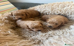 Goldendoodle dogs for sale: Goldendoodle Puppy 1 - F1 Minature Goldendoodle puppies  - Image 4