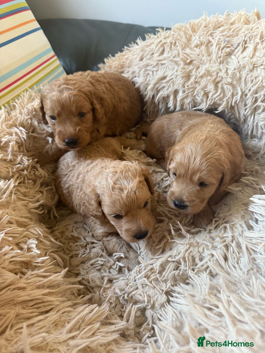 Goldendoodle dogs for sale: Goldendoodle Puppy 1 - F1 Minature Goldendoodle puppies  - Image 4
