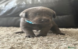 Labrador Retriever dogs for sale: Stunning Charcoal Labrador puppies - Image 11