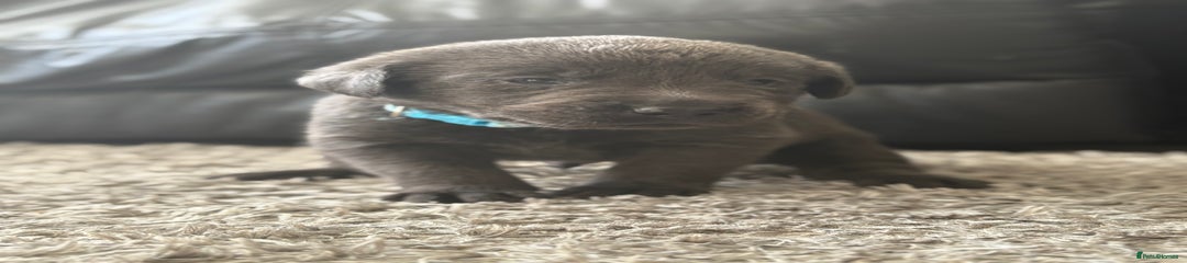 BLUE Labrador Retriever