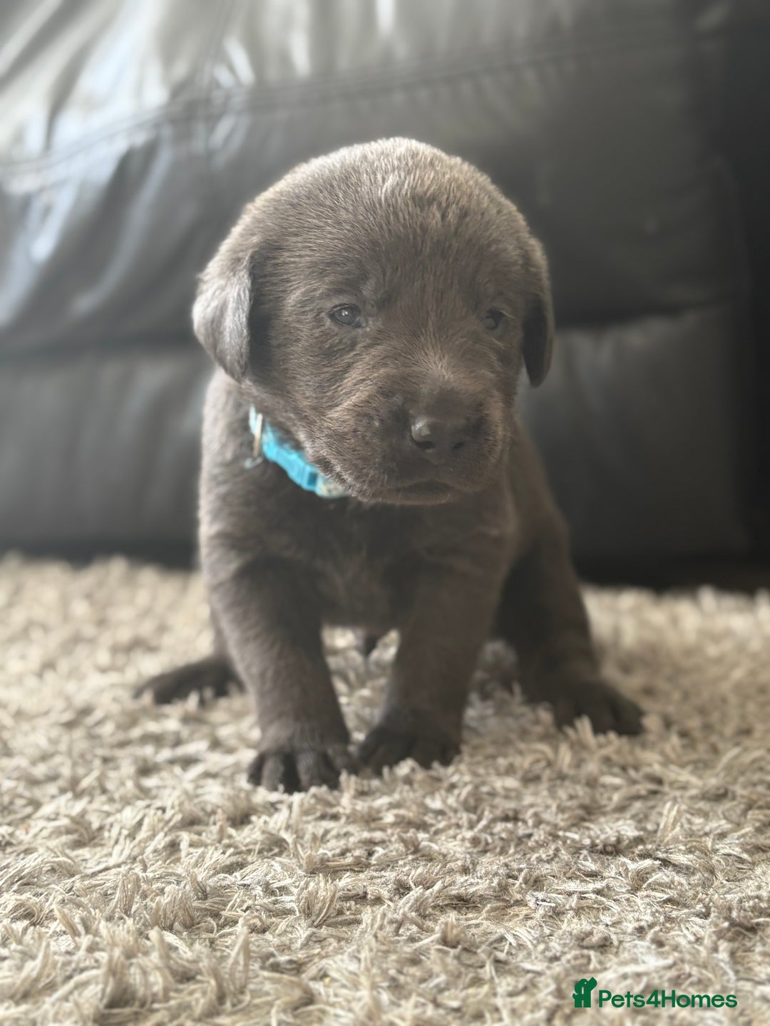 Labrador Retriever dogs for sale: Stunning Charcoal Labrador puppies - Image 11