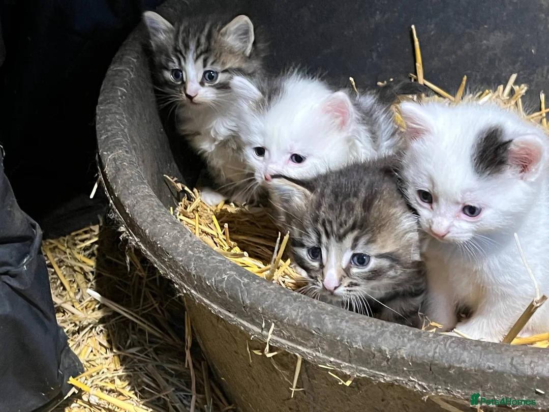 Mixed Breed cats for sale: Beautiful Kittens  - Advert 2