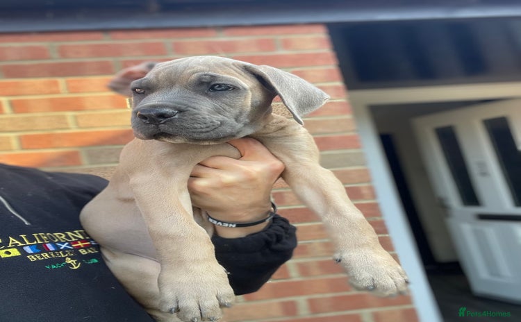 Cane Corso dogs - Advert 12
