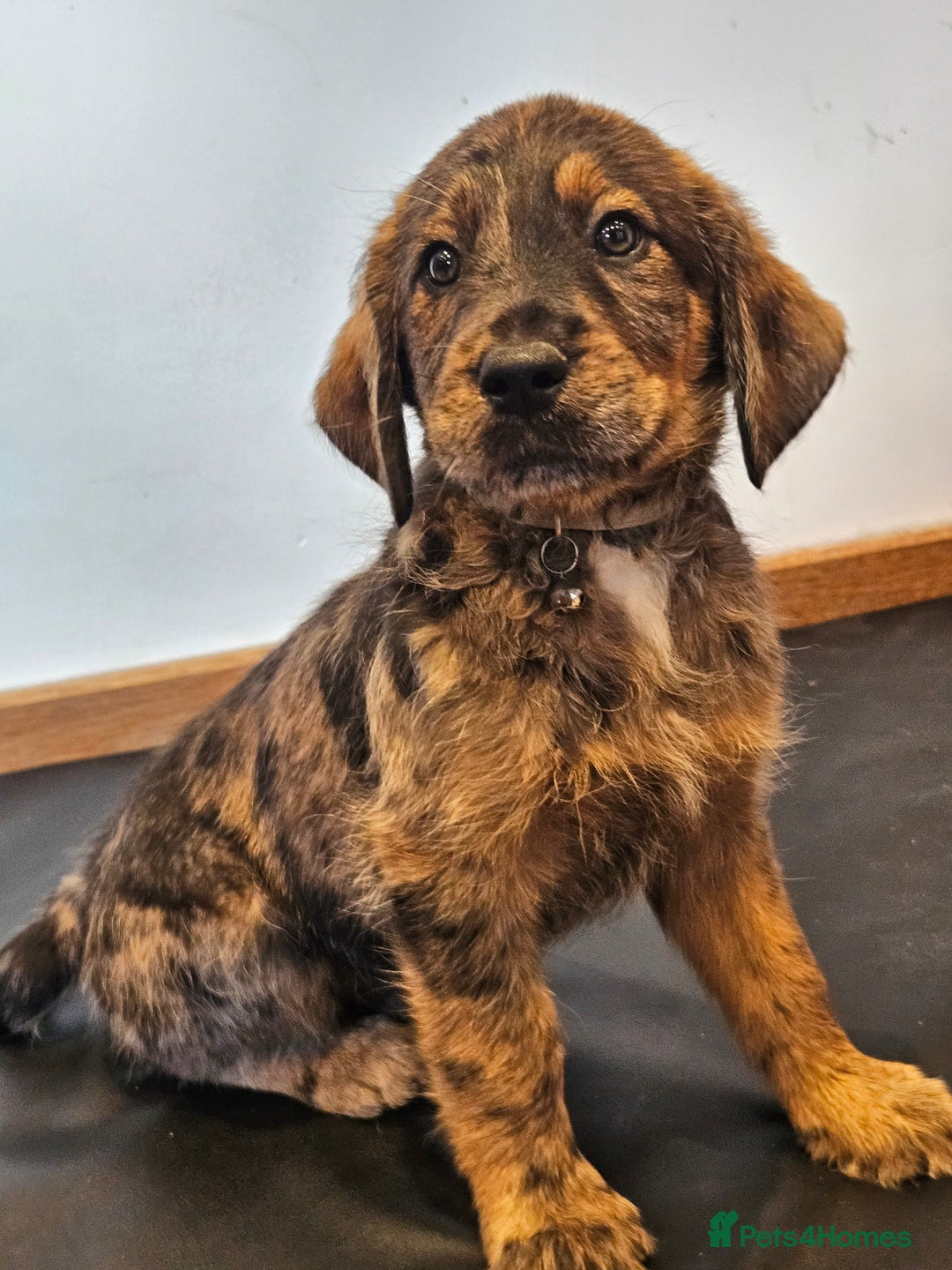 Mixed Breed dogs for sale: Rottweiler x poodle puppies ✨️ready now✨️ - Advert 12