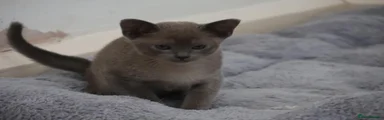 Blue Burmese boy