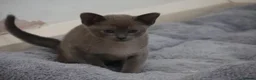 Burmese cats for sale: Affectionate Burmese boys - Advert 11