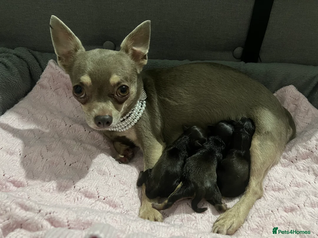 Chihuahua dogs for sale: Beautiful chocolate and fawn girls  in Gravesend - Advert 1