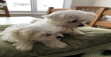 Maltese dogs - Advert 2