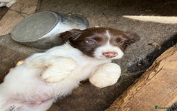 English Springer Spaniel dogs for sale: Beautiful pedigree springer spaniels  - Image 5